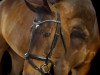 dressage horse Wailando H (Hanoverian, 2002, from Wolkenstein II)