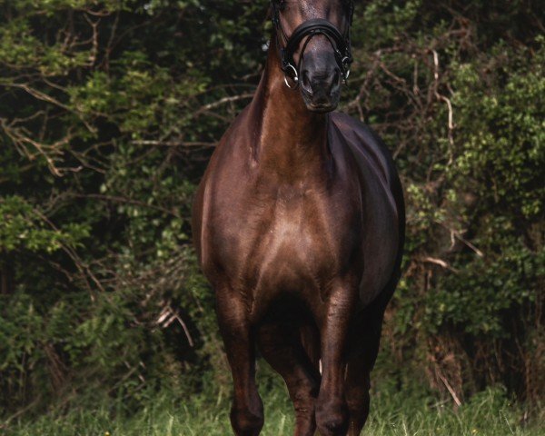 broodmare Dunaire Dancing Annie (Welsh-Cob (Sek. D), 2014, from Dunaire Swift Flyer)