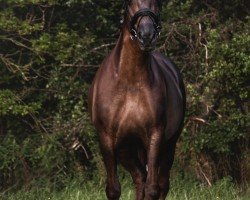 Zuchtstute Dunaire Dancing Annie (Welsh-Cob (Sek. D), 2014, von Dunaire Swift Flyer)