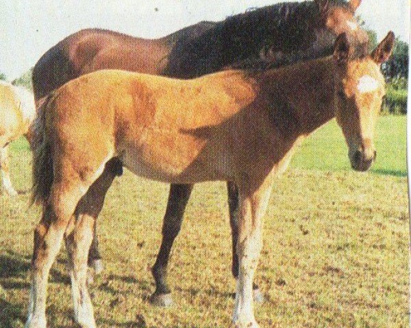 jumper Felix (Hanoverian, 2005, from For Feeling)