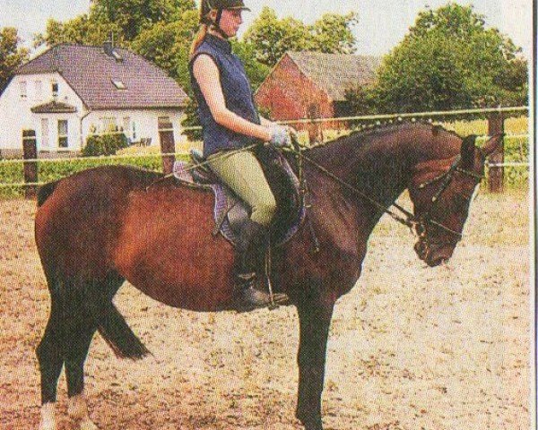 broodmare Darling (Brandenburg, 1997, from Düval II)
