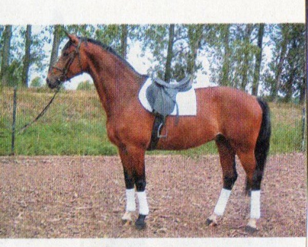 jumper Crassus 11 (Saxony-Anhaltiner, 1997, from Calmero)