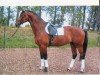 jumper Crassus 11 (Saxony-Anhaltiner, 1997, from Calmero)