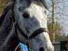 jumper Beau Nuage (Westphalian, 2020)