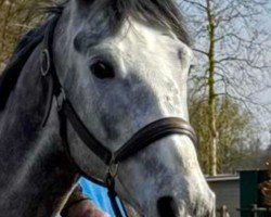 Springpferd Beau Nuage (Westfale, 2020)