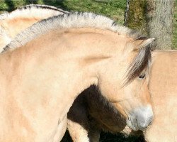 broodmare Celja (Fjord Horse, 2010, from Cobus)