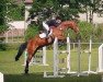 jumper Magic Fire 7 (Oldenburg show jumper, 2010, from Monte Bellini)