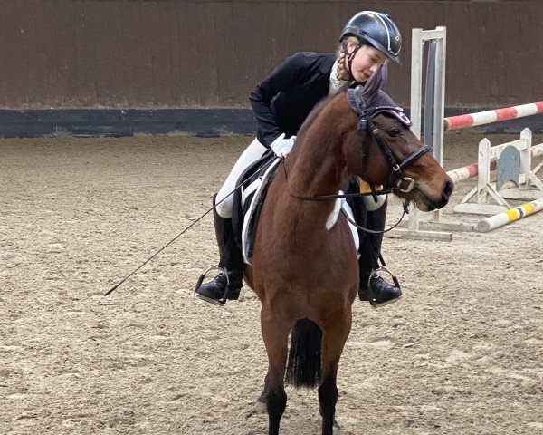 dressage horse Minime (Pony without race description, 2010)