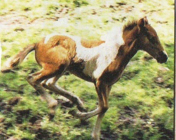 Pferd Skyndir vom Hirschberg (Islandpferd, 2004, von Pipar von Roetgen)