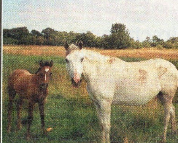 broodmare Zauberfee (Trakehner, 1998, from Polarpunkt)