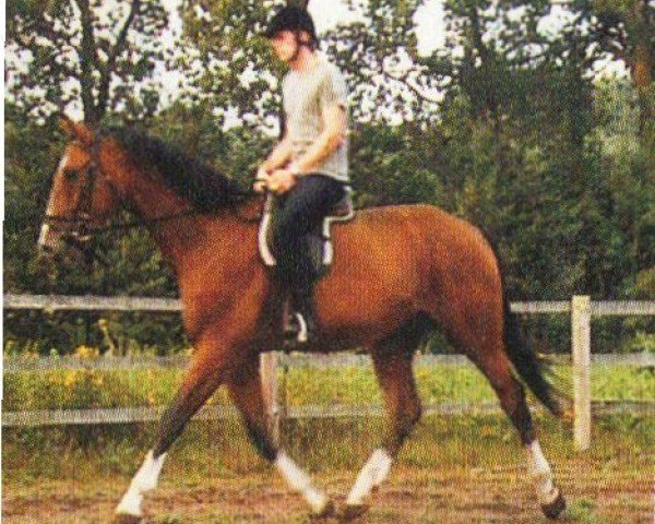 horse Anneken's Grand As (Oldenburg, 2001, from Askar AA)
