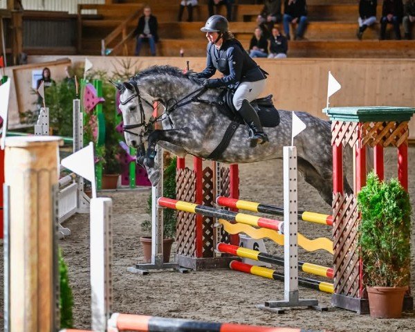jumper Cipriano Sz CH (Swiss Warmblood, 2017, from Chacoon Blue)