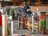 jumper Cipriano Sz CH (Swiss Warmblood, 2017, from Chacoon Blue)