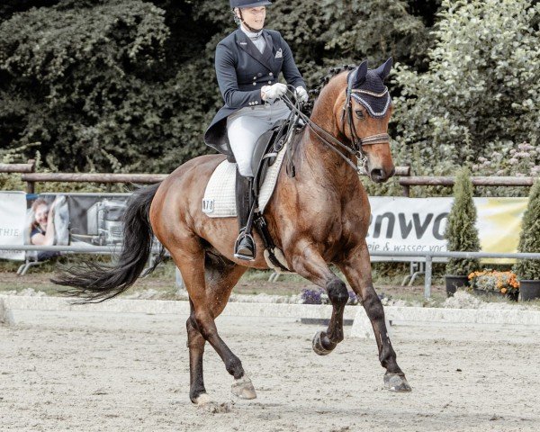 dressage horse Despino B (Hanoverian, 2011, from Desperados FRH)
