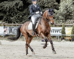 dressage horse Despino B (Hanoverian, 2011, from Desperados FRH)