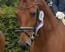 Dressurpferd Vito Rubin (Oldenburger, 2018)