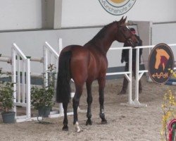 jumper Proud to be Special Z (Zangersheide riding horse, 2020, from Perigueux)