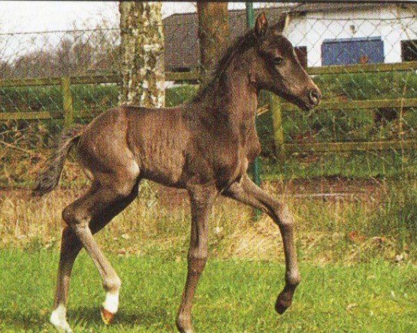 Dressurpferd Grace 517 (Deutsches Reitpony, 2008, von Krazy King)