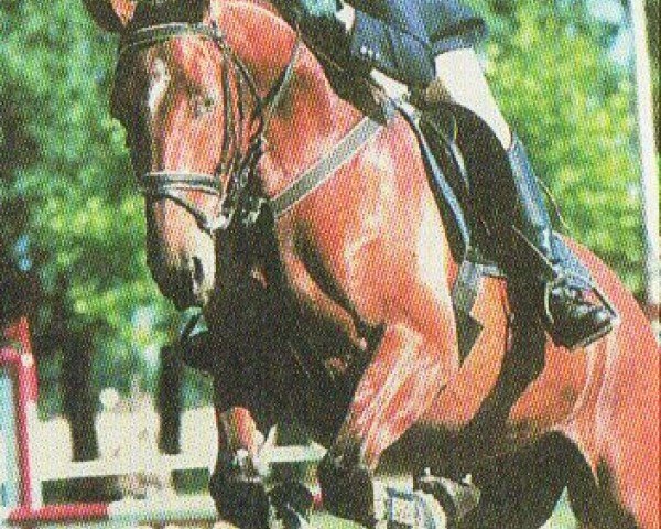 jumper Silent 3 (Saxony-Anhaltiner, 2001, from Silentio)