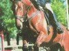 Springpferd Silent 3 (Sachsen-Anhaltiner, 2001, von Silentio)