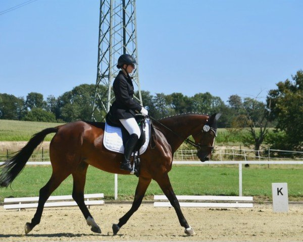 dressage horse Kann' nix (Westphalian, 2019, from Karajan)