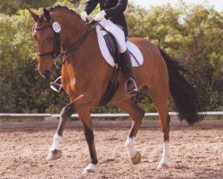 dressage horse Flynn Finnegan (Oldenburg, 2003, from Fielmann)