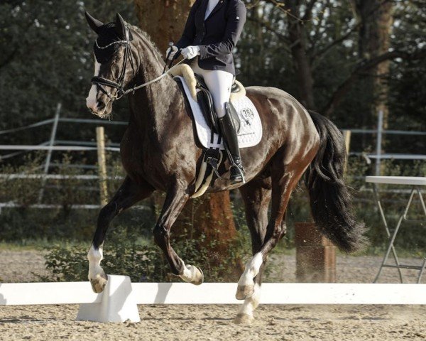 dressage horse Dark Ruby N (Hanoverian, 2020, from De Niro Gold 3)