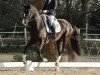 Dressurpferd Dark Ruby N (Hannoveraner, 2020, von De Niro Gold 3)