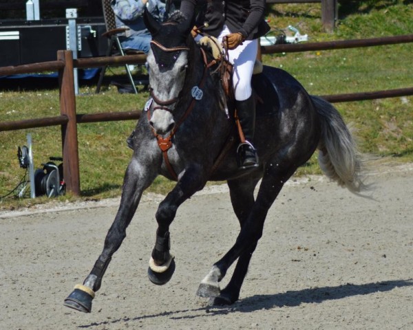 jumper Ceraldik (Mecklenburg, 2020, from Cellestial)