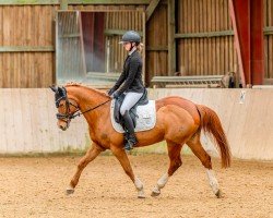 Pferd Neeyooshaa (Deutsches Reitpony, 2007, von Discovery AA)