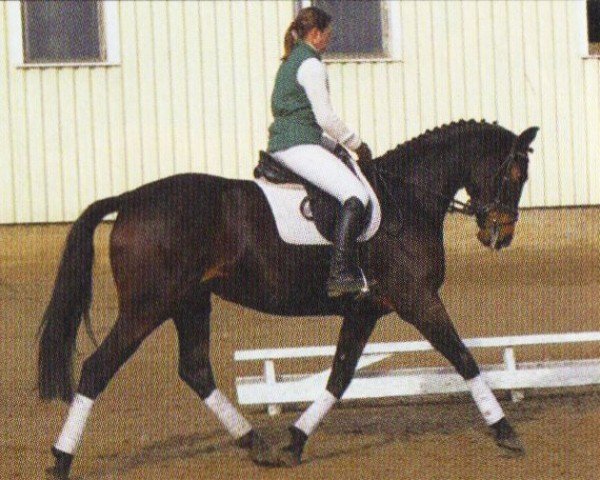 broodmare Berolina (Mecklenburg,  , from Black Magic Boy)