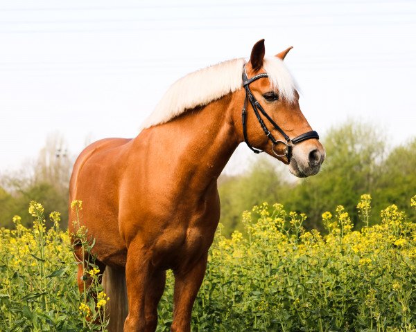 Pferd Nicolai (Haflinger, 2001, von Nearco)