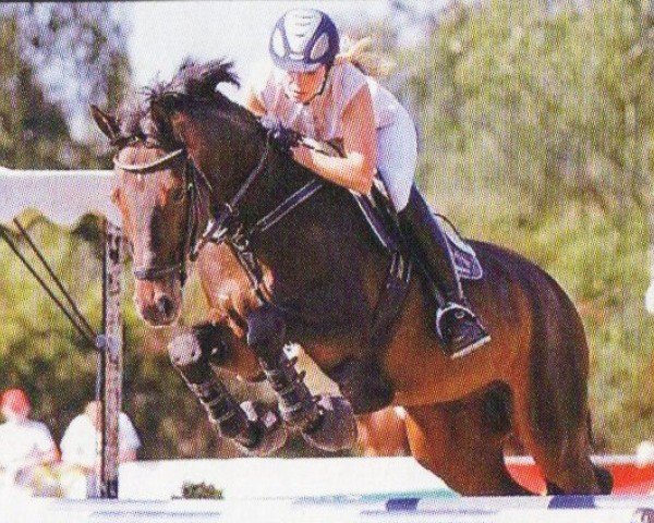 Pferd Little Power (Holsteiner, 1998, von Liatos)