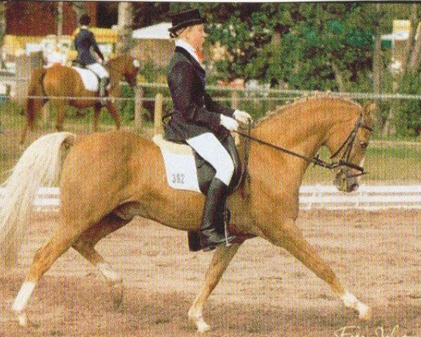 Springpferd T Gold'n Hamrik's Oscar (Welsh, 1995, von Orchard Limb-Lopper)