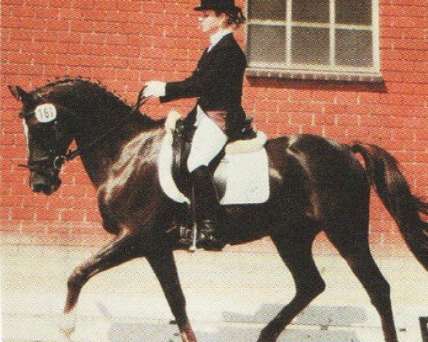 Dressurpferd Mephisto 239 (Welsh Pony (Sek.B), 1995, von Speyksbosch Nelson)