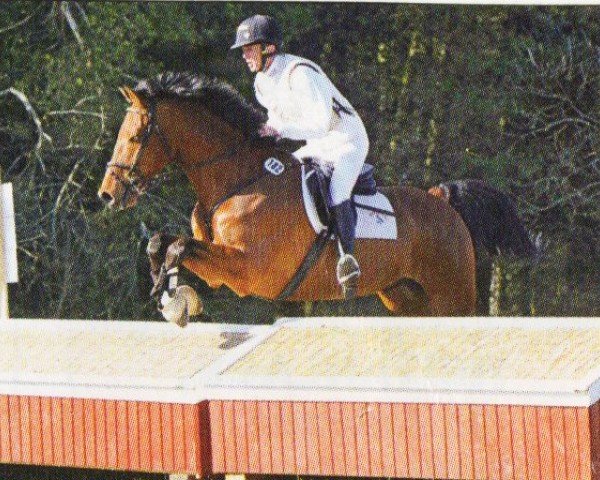 horse Passier 3 (Holsteiner, 2001, from Parco xx)