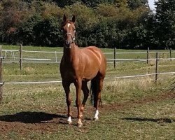 jumper Quitano 11 (Hanoverian, 2012, from Qui Maro)