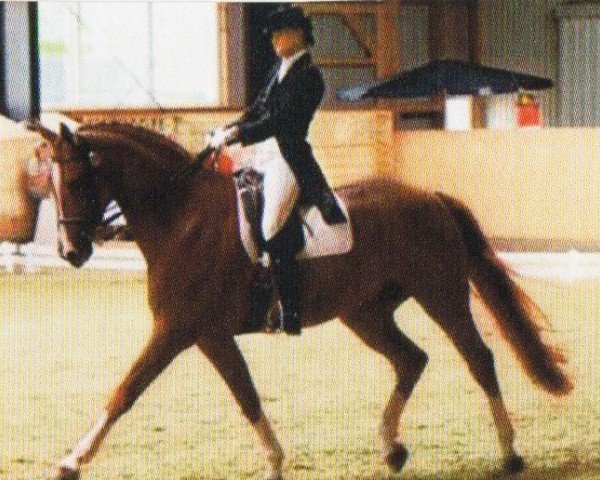 horse Reggani (Hanoverian, 1996, from Regazzoni)