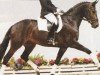 dressage horse Der Gentleman (Oldenburg, 2004, from Dimension)