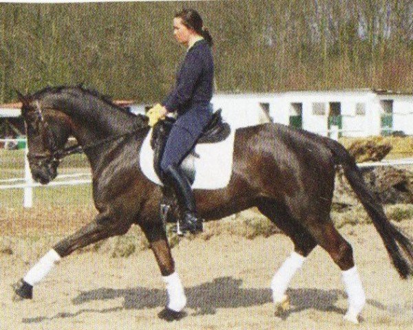 horse Devil's Dance (Oldenburg, 2003, from Don Rubin 3)