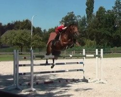 jumper Mille Dorado van de Claevervallei (Belgian Warmblood, 2012, from Eldorado vd Zeshoek Tn)