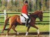 jumper Mondego 26 (German Riding Pony, 2002, from Marsvogel xx)