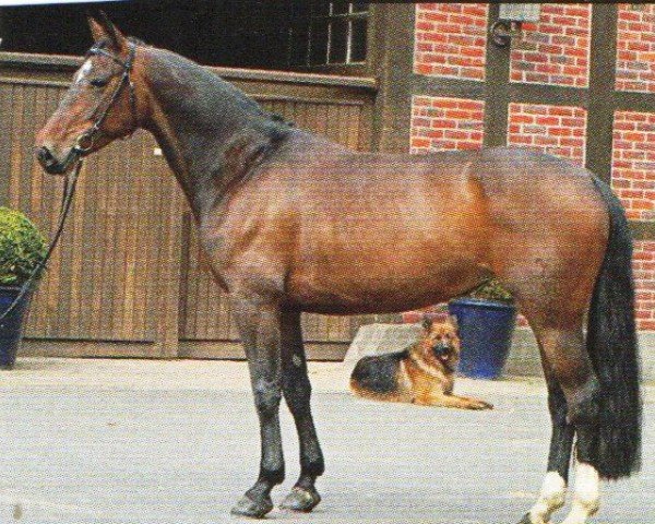 Pferd Palenquera (Hannoveraner, 2001, von Perpignon)