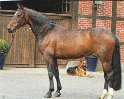 horse Palenquera (Hanoverian, 2001, from Perpignon)