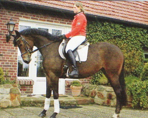 dressage horse Planeta 4 (Rhinelander, 2003, from Prado)