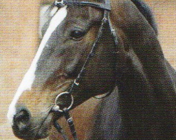 Pferd Sir Cloud (Oldenburger, 1998, von Saint Cloud)