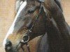 Pferd Sir Cloud (Oldenburger, 1998, von Saint Cloud)