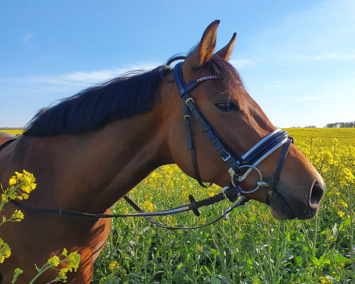 Dressurpferd AG Tamina (Vollblutaraber, 2013, von Kyros II ox)