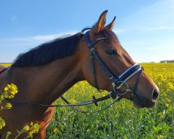 dressage horse AG Tamina (Arabian thoroughbred, 2013, from Kyros II ox)