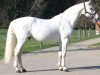 stallion Cascavelle (Holsteiner, 1986, from Cantus)